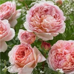 Абрахам Дерби (Abraham Darby)