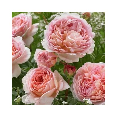 Абрахам Дерби (Abraham Darby)