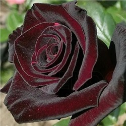 Блэк Баккара (Black Baccara)