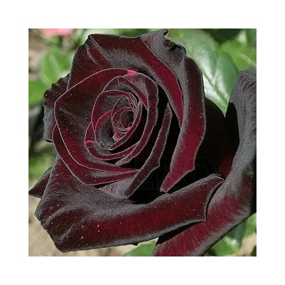 Блэк Баккара (Black Baccara)