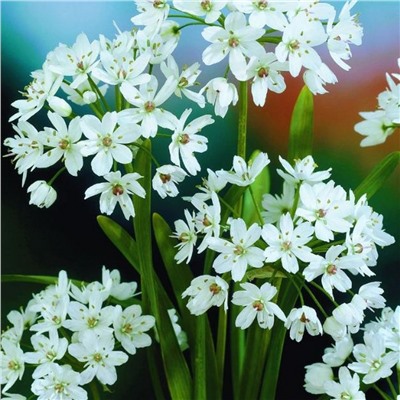 Allium Cowanii "Лук декоративный Ковани" 5шт