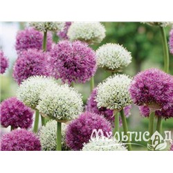 Allium Mixed "Лук декоративный Микс" 10шт