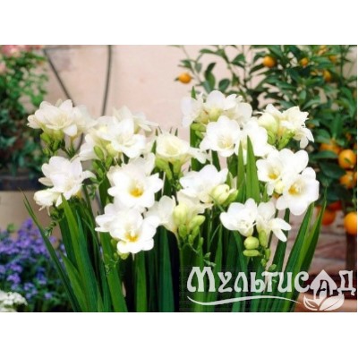 Фрезия махровая белая "Freesia White" 10шт