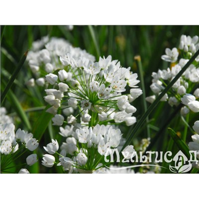 Allium Cowanii "Лук декоративный Ковани" 5шт