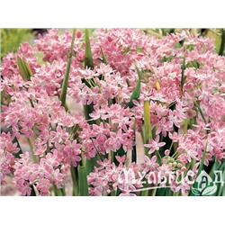 Allium Roseum "Лук декоративный Розеум" 5шт