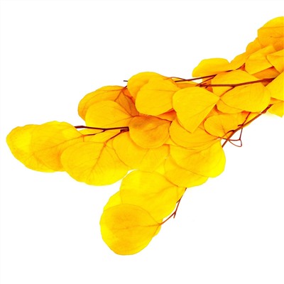 Сухоцвет персикого дерева, 50 г, длина — 70 см, цвет желтый No brand