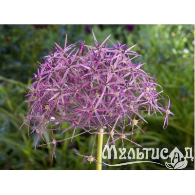 Allium Cristophii "Лук декоративный Кристофа"