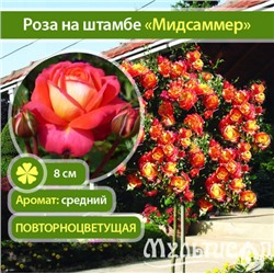 Midsummer "Мидсаммер" флорибунда штамб 160-170см