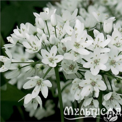 Allium Cowanii "Лук декоративный Ковани" 5шт