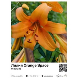 Лилия Orange Space (ОТ гибрид) 2 шт