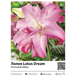 Лилия Lotus Dream (Лотосовый гибрид) 2 шт