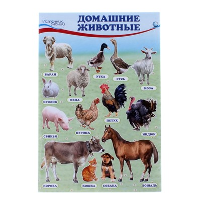 Набор плакатов "Домашние, лесные животные,фрукты и ягоды, овощи" с заданием, А4