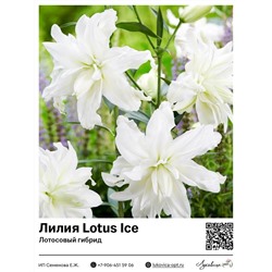 Лилия Lotus Ice (Лотосовый гибрид) 2 шт