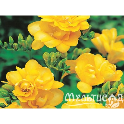 Фрезия махровая желтая "Freesia Yellow" 10шт