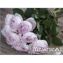 Peony Pink "Пиони Пинк"