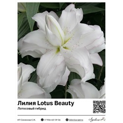 Лилия Lotus Beauty (Лотосовый гибрид) 2 шт