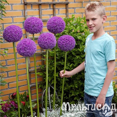 Allium Giganteum "Лук декоративный Гигантеум"