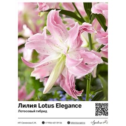 Лилия Lotus Elegance (Лотосовый гибрид) 2 шт