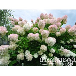 Гортензия метельчатая Grandiflora "Грандифлора" Р9