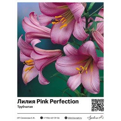 Лилия Pink Perfection (Трубчатая лилия) 2 шт